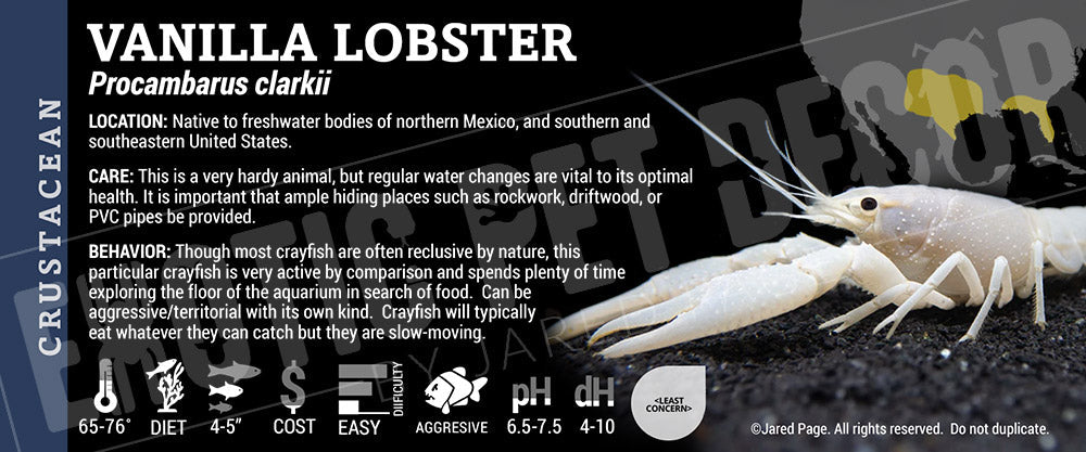 Procambarus clarkii 'Vanilla Lobster'