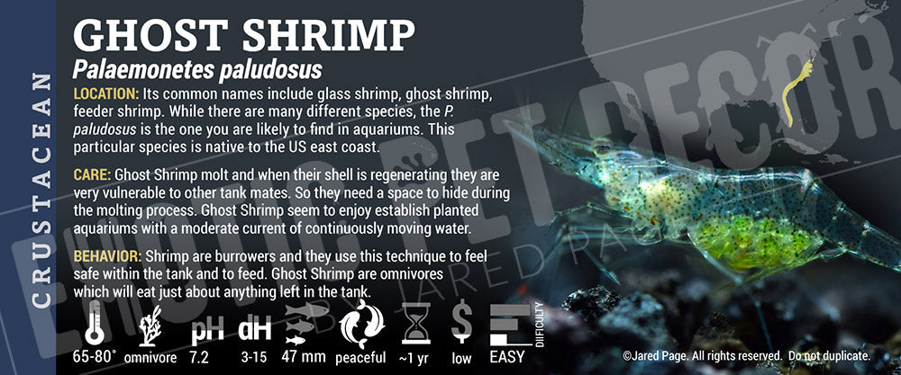 Palaemonetes paludosus 'Ghost Shrimp'