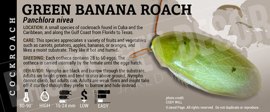 Panchlora nivea 'Green Banana' Roach