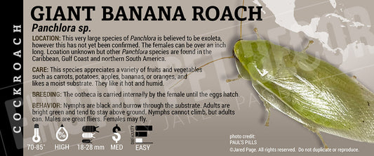 Panchlora sp. 'Giant Green Banana' Roach
