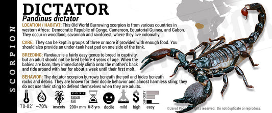 Pandinus dictator 'Scorpion'