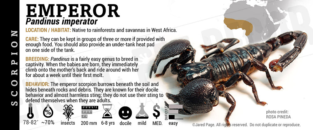 Pandinus imperator 'Emperor' Scorpion