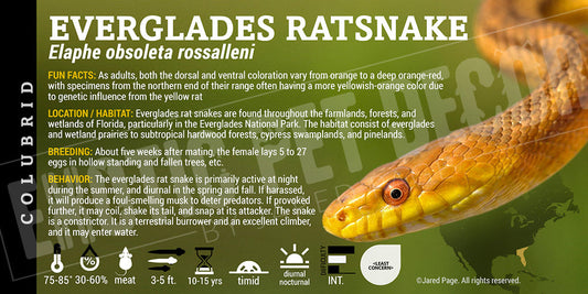 Pantherophis alleghaniensis 'Everglades Ratsnake'