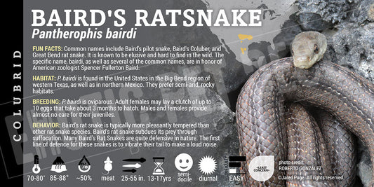 Pantherophis bairdi 'Baird's Ratsnake'