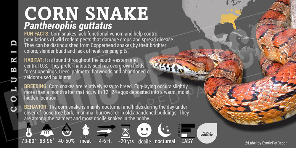 Pantherophis guttatus 'Corn Snake'