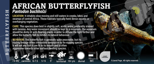 Pantodon buchholzi 'Butterflyfish Fish'