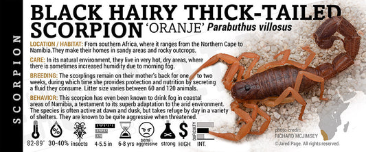 Parabuthus villosus 'Oranje Black Hairy Thick Tailed' Scorpion