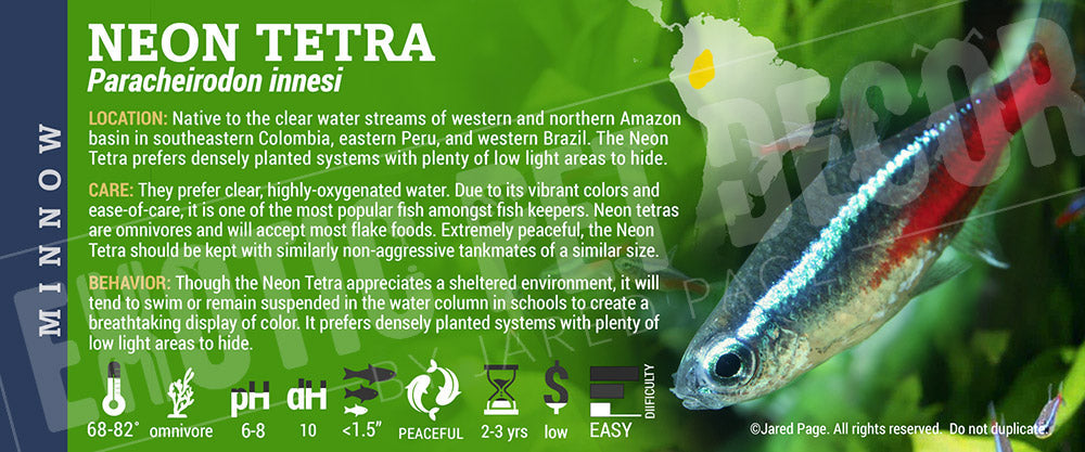 Paracheirodon innesi 'Neon Tetra' Fish