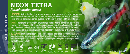 Paracheirodon innesi 'Neon Tetra' Fish