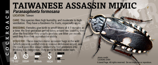 Paranauphoeta formosana 'Assassin Mimic' Roach