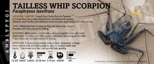 Paraphrynus laevifrons 'Tailless Whip' Scorpion