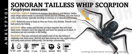 Paraphrynus mexicanus 'Sonoran Tailless' Whipscorpion