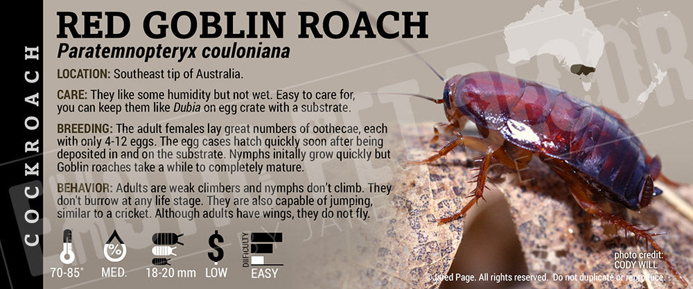 Paratemnopteryx couloniana 'Red Goblin' Roach