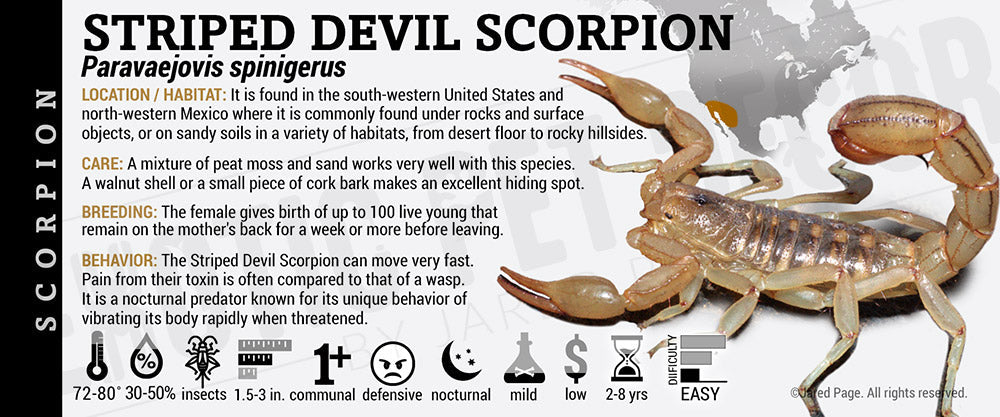 Paravaejovis spinigerus 'Striped Devil' Scorpion