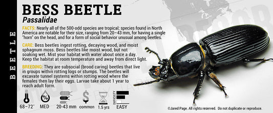 Passalidae 'Bess Beetle'
