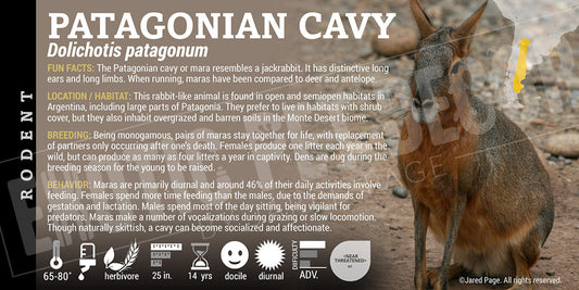 Patagonian mara 'Patagonian Cavy'