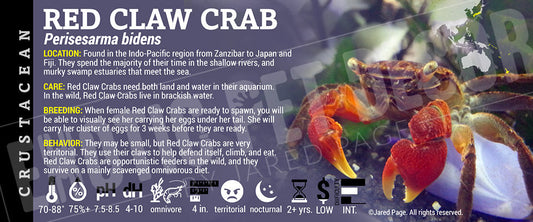 Perisesarma bidens 'Red Claw Crab'