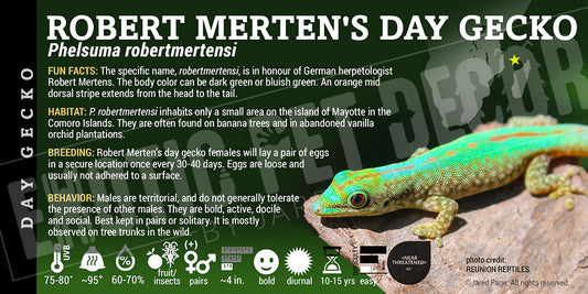 Phelsuma robertmertensi 'Robert Merten's Day' Gecko