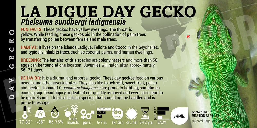 Phelsuma sundbergi ssp. ladiguensis 'La Digue Day' Gecko
