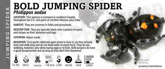Phidippus audax 'Bold Jumping' Spider