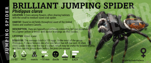 Phidippus clarus 'Brilliant Jumping' Spider