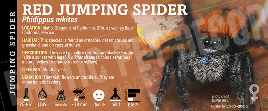 Phidippus nikites 'Red Jumping' Spider