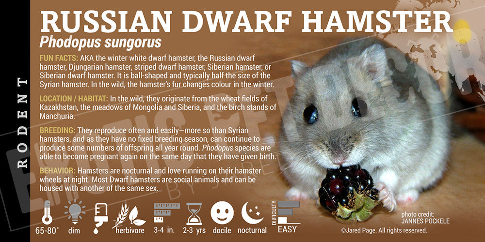 Phodopus sungorus 'Russian Dwarf Hamster'
