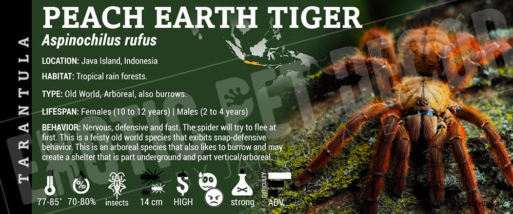 Aspinochilus rufus 'Peach Earth Tiger' Tarantula