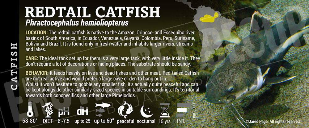 Phractocephalus hemioliopterus 'Redtail Catfish'