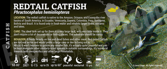 Phractocephalus hemioliopterus 'Redtail Catfish'