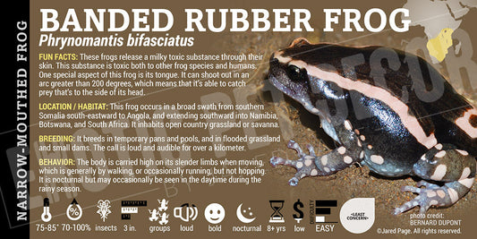 Phrynomantis bifasciatus 'Banded Rubber Frog'