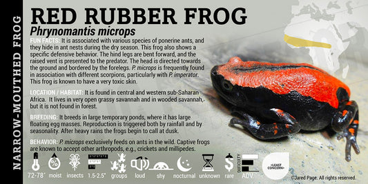Phrynomantis microps 'Red Rubber Frog'