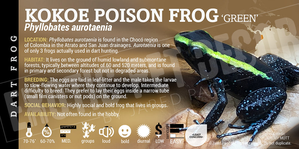 Phyllobates aurotaenia 'Green' Dart Frog Label