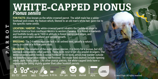 Pionus senilis 'White Capped Pionus Parrot'