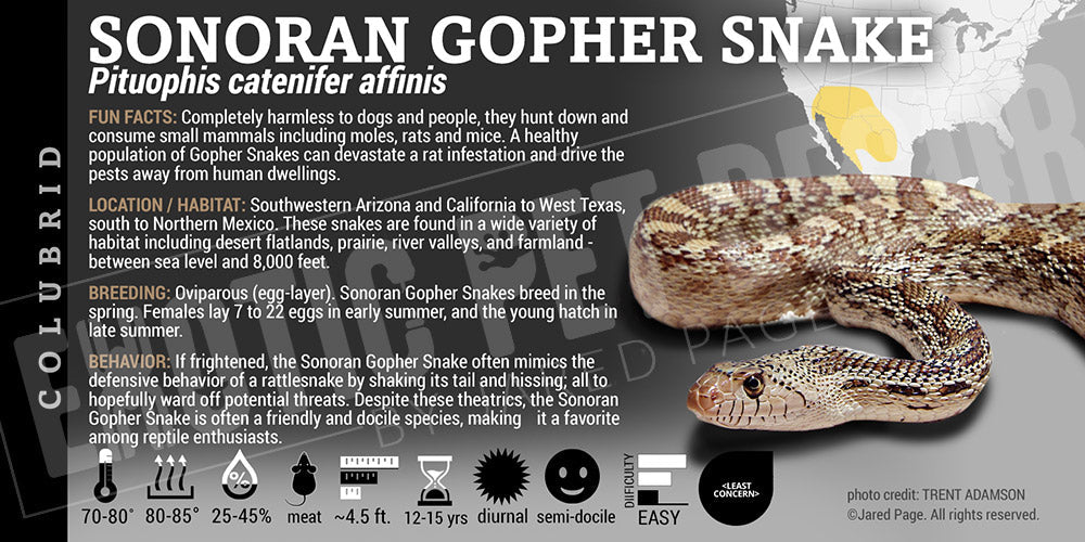 Pituophis catenifer affinis 'Sonoron Gopher' Snake