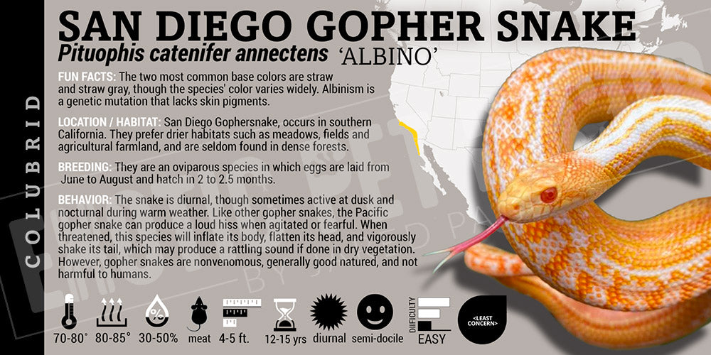 Pituophis catenifer annectens 'San Diego Gopher' Snake