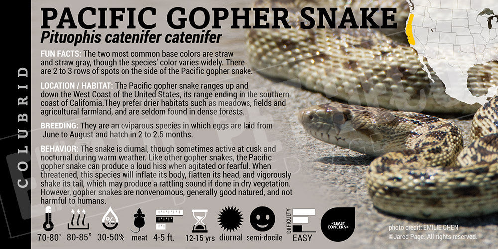 Pituophis catenifer catenifer 'Pacific Gopher' Snake