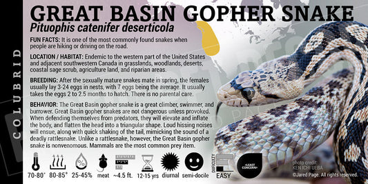 Pituophis catenifer deserticola 'Great Basin Gopher' Snake