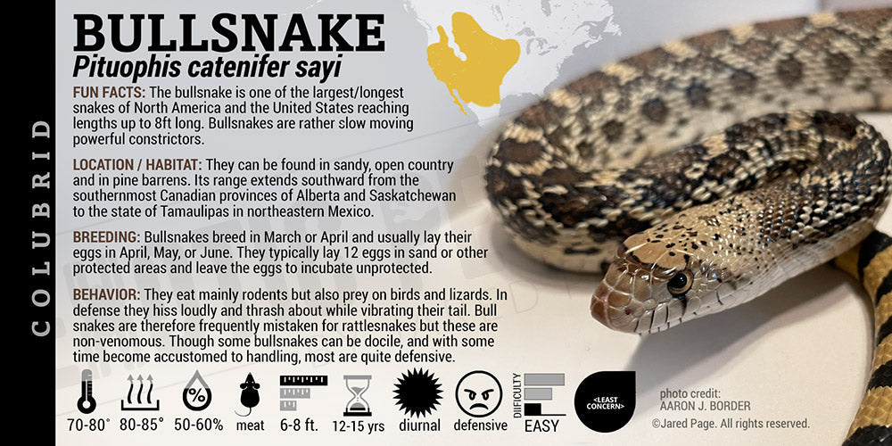 Pituophis catenifer sayi 'Bullsnake'
