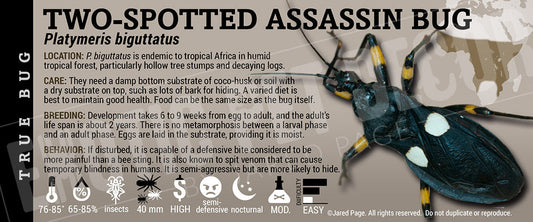 Platymeris biguttatus 'Two Spotted Assassin Bug'