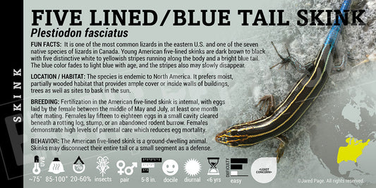 Plestiodon fasciatus 'Five Lined Blue Tailed' Skink