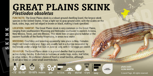 Plestiodon obsoletus 'Great Plains' Skink