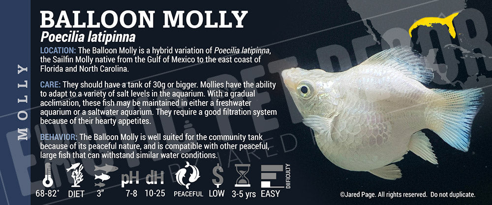 Poecilia latipinna 'Balloon Molly Fish'