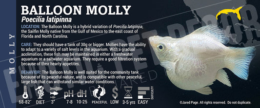 Poecilia latipinna 'Balloon Molly Fish'