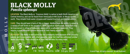 Poecilia sphenops 'Black Molly Fish'