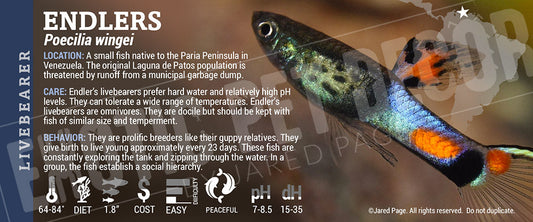 Poecilia wingei 'Endlers Fish'