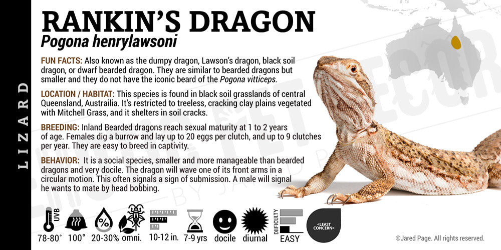 Pogona henrylawsoni 'Rankin’s Dragon' Lizard