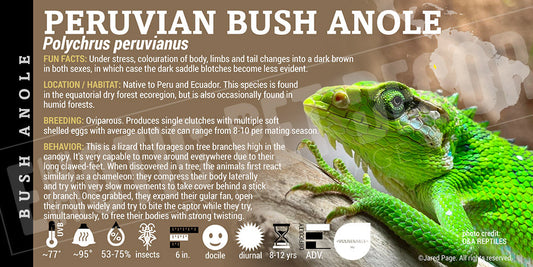 Polychrus peruvianus 'Peruvian Bush' Anole