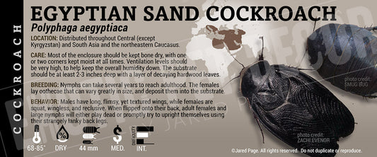 Polyphaga aegyptiaca 'Egyptian Sand' Roach