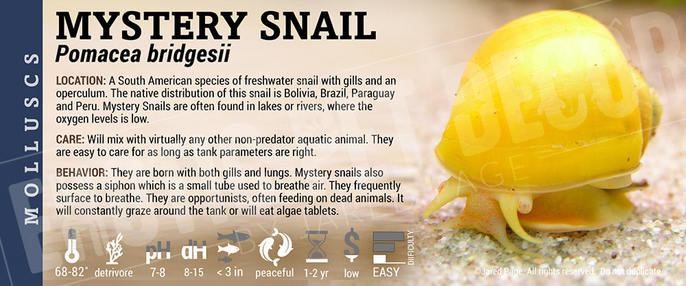 Pomacea bridgesii 'Mystery Snails'